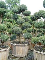 We did not find results for: Pom Pom Tree I Wish Mine Was As Nice As This The Ones In Michigan Don T Grow Like The California Pom Poms Landscaping Patio Japanese Garden Topiary Garden