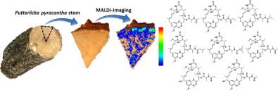 Image result for Putterlickia verrucosa