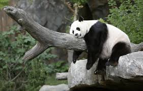 What you need to know is that these images that you add will neither increase nor decrease the speed of your computer. Panda Wallpaper Hd Airwallpaper Com