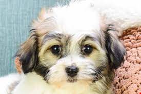 Havanese Puppies For Sale Havanese Puppies For Sale Havanese Puppies Puppies For Sale