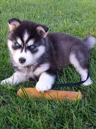 Baby Siberian Husky Black And White Seriously Cute Black White Siberian Husky Cute Cats And Dogs Dog Friends Cute Animals