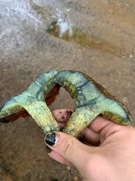 Image result for Boletus speciosus