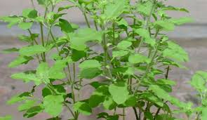 Image result for Ocimum