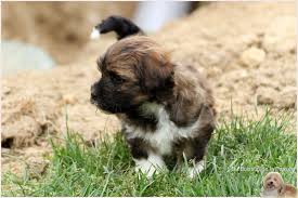 Chiot Elevage Du Buisson De La Passee Eleveur De Chiens Bichon Havanais