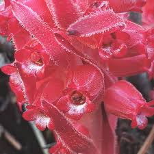 Image result for Sarcophyte sanguinea