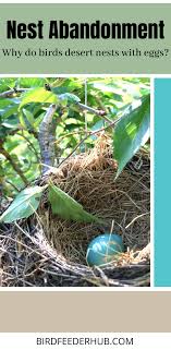 Birds With Their Nests Pictures Why Birds Abandon Their Nests With Eggs 4 Reasons Bird Feeder Hub In 2020 Backyard Birds Watching Why Do Birds Nest Images