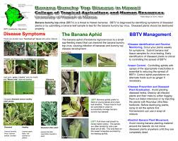 Look out for pests and diseases: Disease Symptoms Banana Bunchy Top Virus Studyslide Com
