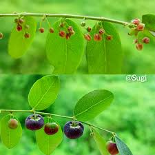 Image result for Phyllanthus reticulatus
