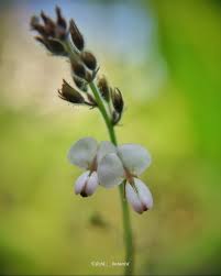 Image result for Desmodium scorpiurus