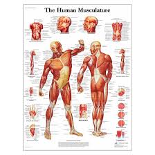 Stylized female body anatomy chart skeletal muscular circulatory. Classic Laminated 3b Scientific Anatomical Chart For Human Musculature Simulation Training Resources Simulation Learning Healthcare Nasco