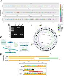 Image result for Striga baumannii