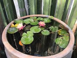 Some of the cacti cannot be at first gaze, it also looks like an aloe vera plant. Pink Lotus Flower And Green Leaves In A Big Flowerpot With Water Stock Photo Picture And Royalty Free Image Image 123334711