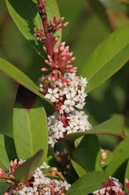 Image result for Acokanthera