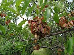 Image result for Combretum kraussii