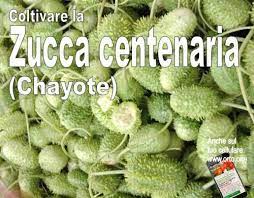 We did not find results for: Ortaggi Insoliti La Zucca Centenaria Chayote Coltivare L Orto
