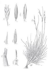 M., principalmente desde venezuela hasta el norte del perú. Estudios Taxonomicos En El Genero Festuca L Poaceae De Argentina Y Chile