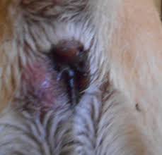 Some Dog Anal Gland Remedies Pethelpful