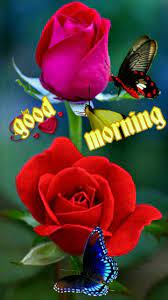 We have 71+ amazing background pictures carefully picked by our community. Pin By Carlotta On Morning Rose Flower Pictures Good Morning Beautiful Flowers Beautiful Rose Flowers
