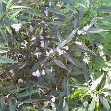 Image result for Strobilanthes anisophylla