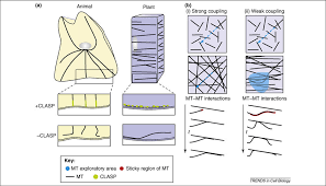 Check spelling or type a new query. A Model For Clasp Function In Microtubule Cortex Interactions A Download Scientific Diagram