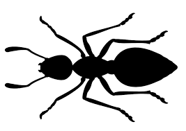 Image result for rez rzivost ostru%u017Einy