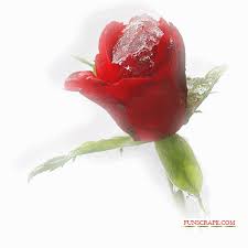 صور ورود ثابتة ومتحركة2013 صور ورود طبيعية صور ورود متحركة flowers frozen rose rose buds