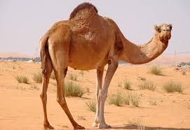 Dromedaries have only one hump, but they employ it to great effect. Dromedary Camel Facts Information Hd Pictures And All Details