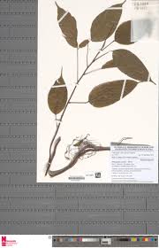 Image result for Marquesia