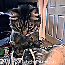 This cat is a slow bloomer, and usually does not come become a cat until about two years old. Understand The Gamma Cat Types The Way Of Cats