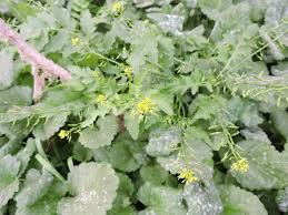 Image result for Rorippa nudiuscula