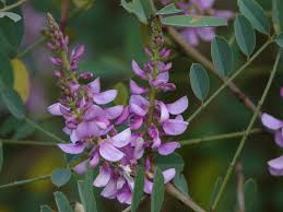 Image result for Indigofera lydenburgensis