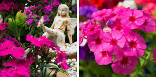 In warmer areas the plants grow as a perennial, year after year. 9 Perfectly Petite Fairy Garden Plants Flower Power