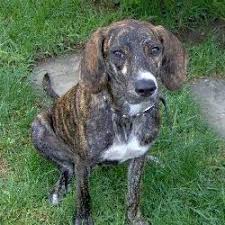 Their dogs are not just a pet they are family. Treeing Tennessee Brindle Puppies For Sale From Reputable Dog Breeders