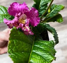 Image result for Streptocarpus leptopus