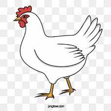 White Hand Painted Chicken Animal Animal Illustration Hand Painted Png Transparent Image And Clipart For Free Download Animal Illustration Chicken Vector Animal Silhouette