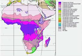 Image result for Maprounea africana