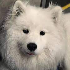 adele hrabcova adli kullanicinin animals panosundaki pin