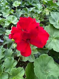 Image result for Geranium
