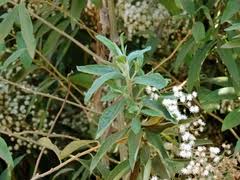 Image result for Anisopappus kirkii