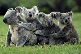 5d Diy Diamond Painting Cute Koalas Mosaic Cross Stitch Full Square Drill 3d Diamond Painting Kit St Koala Koala Bear Animals Beautiful