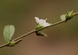 Image result for Seddera suffruticosa