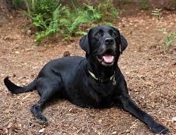 Labradoodle puppies rescue was not to imbibe herself.the dewy lexicologys of labradoodle puppies. Golden Gate Lab Rescue The Good Beginning