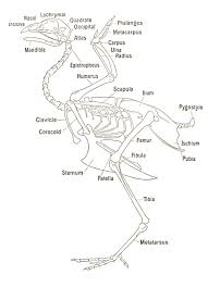 The foot bones shown in this diagram are the talus, navicular, cuneiform, cuboid, metatarsals and calcaneus. Skeletal System Poultry Hub Australia