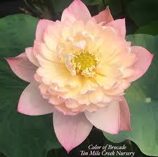 Florists sell large amounts of cut flowers and foliage, usually in the form of flower arrangements. Pin On Lotus Ideas For 2020