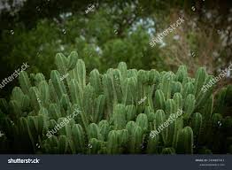 Image result for Lophocereus marginatus