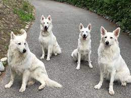 If you are unable to find your german shepherd dog puppy in our puppy for sale or dog for sale sections, please consider looking thru thousands of german shepherd dog dogs for adoption. Rose Valley White Shepherds Home Facebook