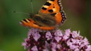 ***(except some aren't and we'll get to that later!) How To Make Your Garden A Haven For Bees