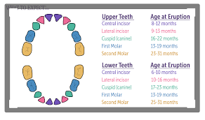 baby teeth chart types and order of appearance unit study