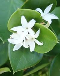 Image result for Carissa bispinosa