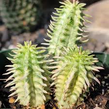 Image result for Euphorbia corniculata